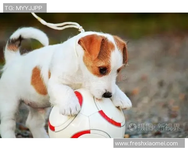 金毛犬陪伴下的足球明星生活揭秘与训练心得分享